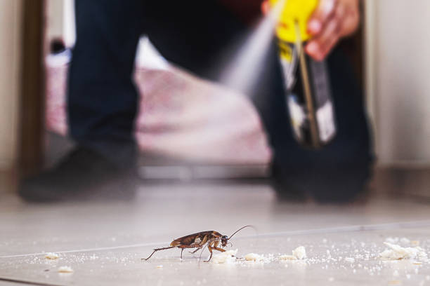 Best Rodent Control Near Me  in Cooper, TX