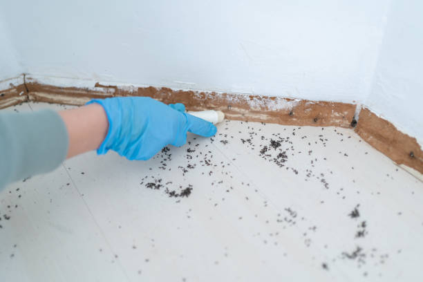 Best Best Pest Control Companies  in Cooper, TX