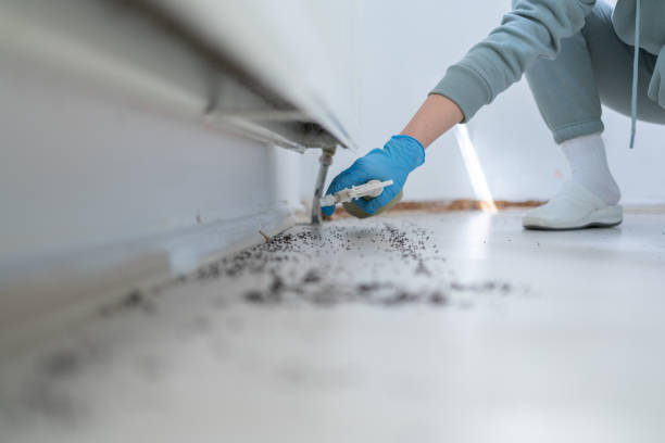 Best Wasp Removal Services  in Cooper, TX